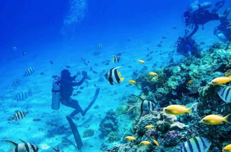 Marine Life and Coral Reefs