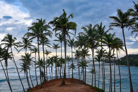 coconut-tree-hill-mirissa