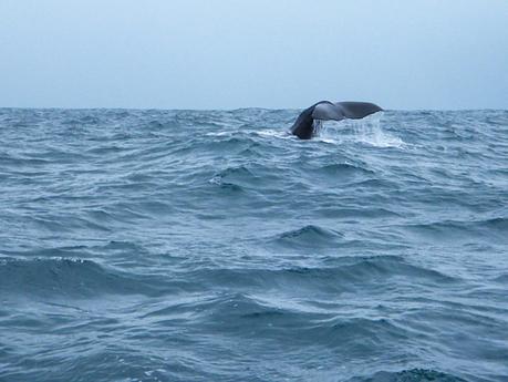 sperm-whale-tail