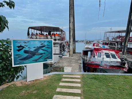 mirissa-whale-watching-boats