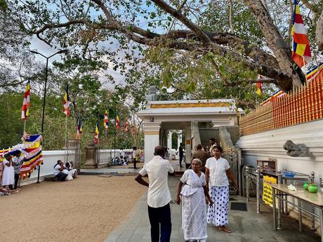 people-at-the-sacred-bodhi-tree-in-anuradhapura