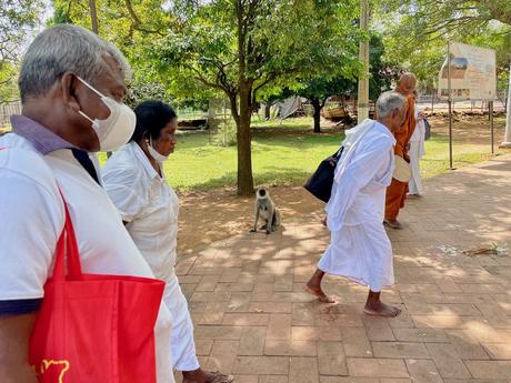 pilgrims-walking-past-a-monkey-in-anuradhapura-sacred-city