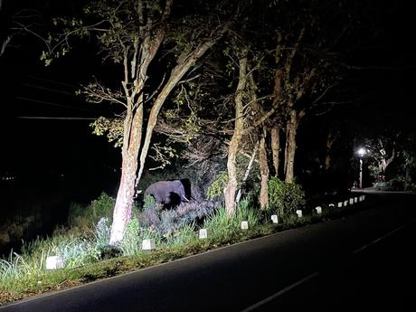 elephant-by-the-side-of-a-road-at-night-in-sigiriya