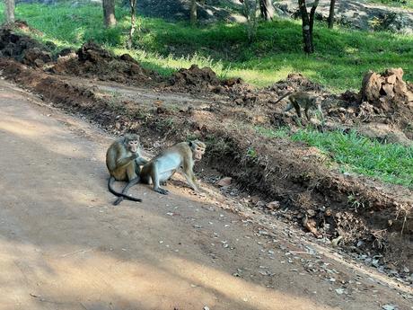 monkeys-grooming-in-sigiriya