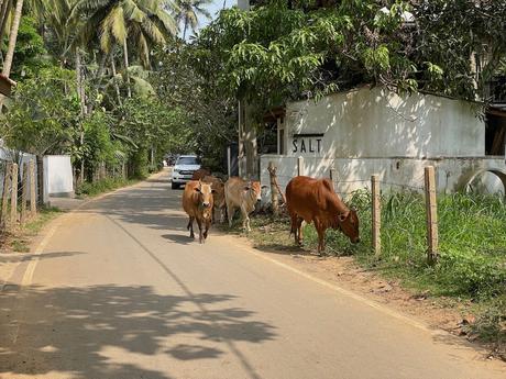 salt-house-with-cows-on-the-road-in-hiriketiya