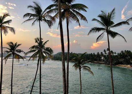 palm-trees-at-sunset-in-mirissa