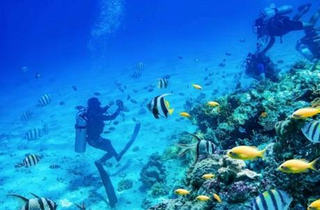 Scuba Diving and Snorkeling