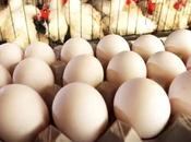 Reducing Poultry Food Price Only Solution Overcome Shortage ACPTA