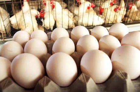 Reducing poultry food price only solution to overcome egg shortage – ACPTA 11 Reducing