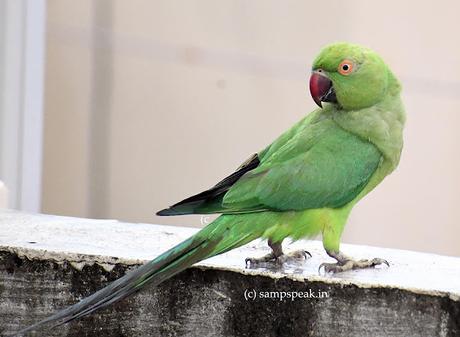 Parrots love looks !! - பார்த்த விழி பார்த்த படி !!