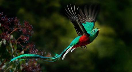 Enchanting Flying Resplendent Quetzal, Pharomachrus mocinno, Savegre in Costa Rica, with green forest in background. Magnificent sacred green and red bird. Action flight moment with Resplendent Quetzal.