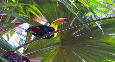 Sight colorful toucans in Tikal.- Guatemala travel guide