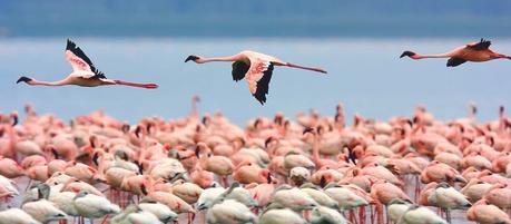 Swoop into Avian Paradise: Top Bird Watching Destinations in South America