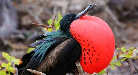 Swoop into Avian Paradise: Top Bird Watching Destinations in South America