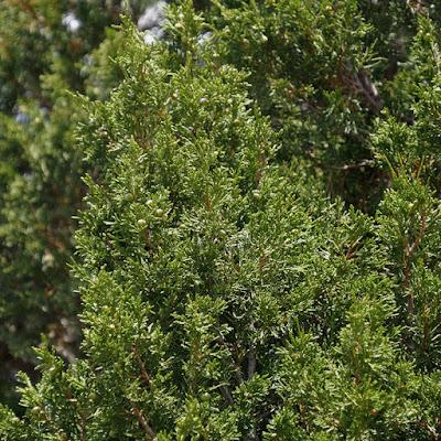 Tree-following: Junipers in July