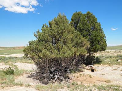 Tree-following: Junipers in July
