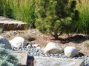 What Xeriscaping Started?