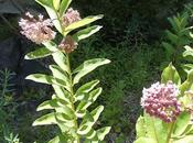 Milkweed