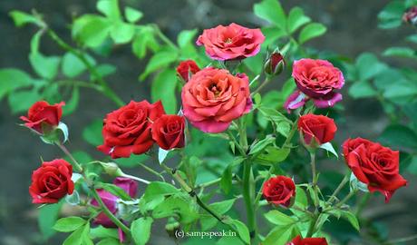 Bunch of beautiful roses in a single plant !
