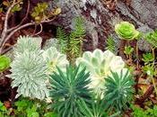 Drought-tolerant Xeriscaping Plants Should Consider