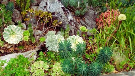 30 Drought-tolerant Xeriscaping Plants You Should Consider