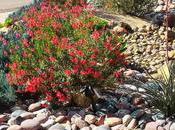 Xeriscaping Benefits Should Ignore