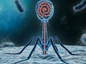 Introduction Bacteriophage Therapy Market: Harnessing Power Viruses Combat Bacterial Infections