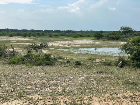 monkeys-at-the-side-of-the-road-at-bundala-national-park