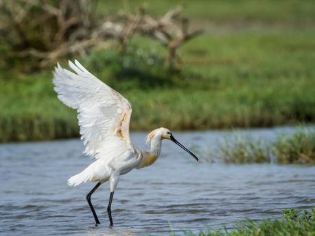 bird-in-bundala-national-park