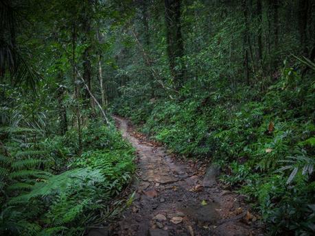 Sinharaja-forest-reserve-sri-lanka