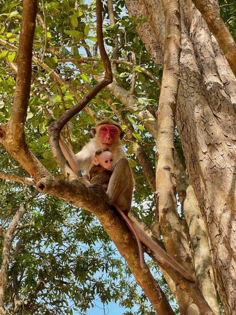 red-faced-monkey-with-baby