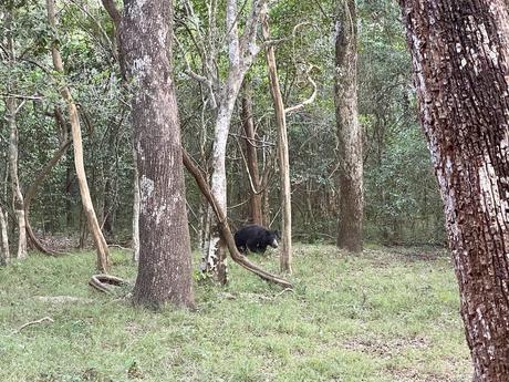 sloth-bear-at-wilpattu-national-park