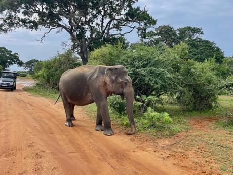 elephant-on-a-red-dirt-road-in-yala-national-park-safari-in-sri-lanka