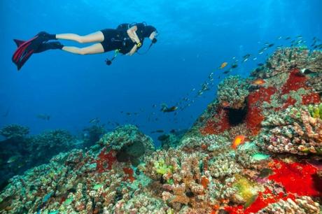 SnorkelingDiving