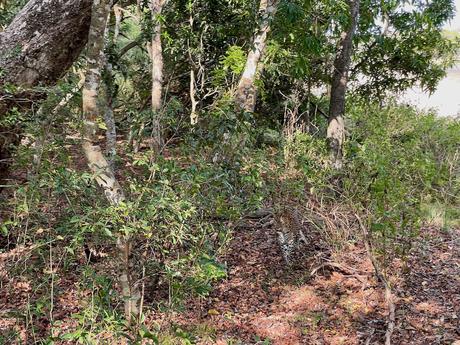 leopard-camouglaged-in-the-undergrowth-in-wilpattu-national-park