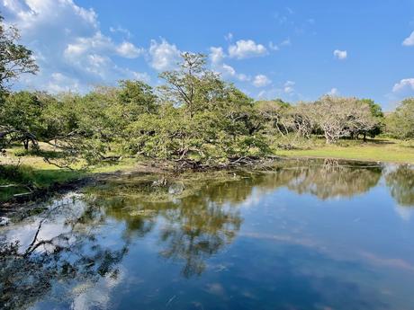 reservoir-in-wilpattu-national-park-sri-lanka