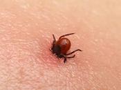 Lyme Disease Treatment Market: Innovations Advancements Shaping Patient Care
