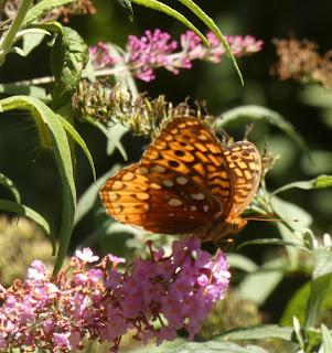 Last Year's Butterflies