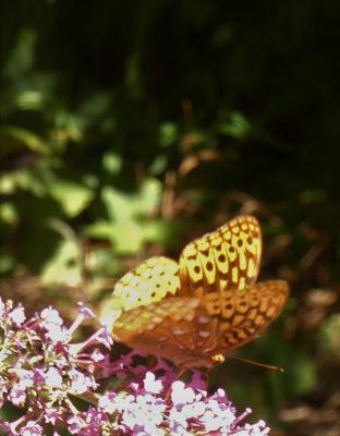 Last Year's Butterflies