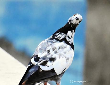 Head rotating - what Chitti could and Vaseegaran could not !! Head rotating - what Chitti could and Vaseegaran could not !!