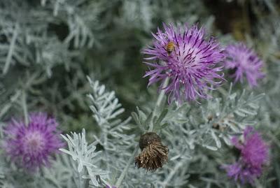 DESCANSO GARDENS, La Canada Flintridge, CA: Something in Bloom at Every Time of Year