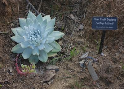 DESCANSO GARDENS, La Canada Flintridge, CA: Something in Bloom at Every Time of Year