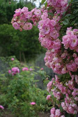 DESCANSO GARDENS, La Canada Flintridge, CA: Something in Bloom at Every Time of Year