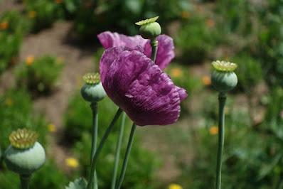 DESCANSO GARDENS, La Canada Flintridge, CA: Something in Bloom at Every Time of Year