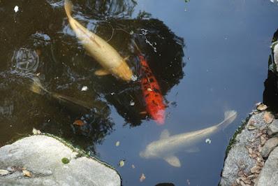 DESCANSO GARDENS, La Canada Flintridge, CA: Something in Bloom at Every Time of Year