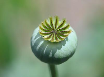 DESCANSO GARDENS, La Canada Flintridge, CA: Something in Bloom at Every Time of Year