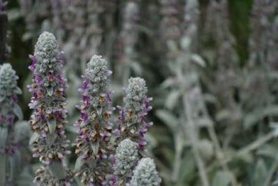 DESCANSO GARDENS, La Canada Flintridge, CA: Something in Bloom at Every Time of Year