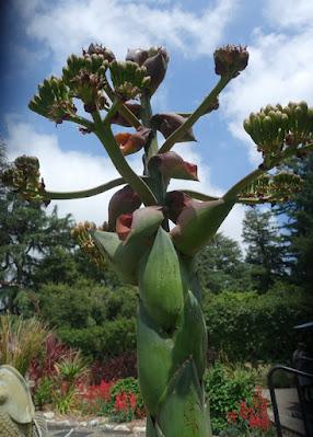 DESCANSO GARDENS, La Canada Flintridge, CA: Something in Bloom at Every Time of Year