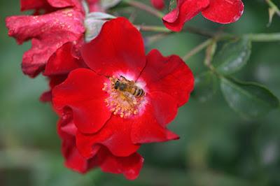 DESCANSO GARDENS, La Canada Flintridge, CA: Something in Bloom at Every Time of Year