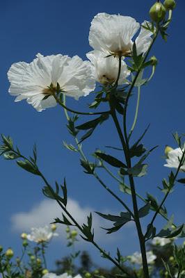 DESCANSO GARDENS, La Canada Flintridge, CA: Something in Bloom at Every Time of Year